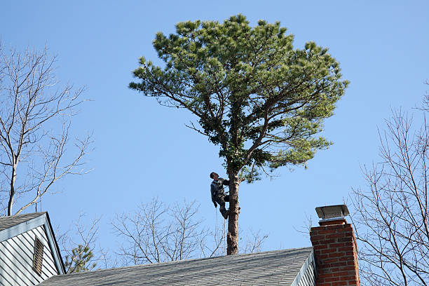 Best Tree Trimming and Pruning  in Saltillo, MS